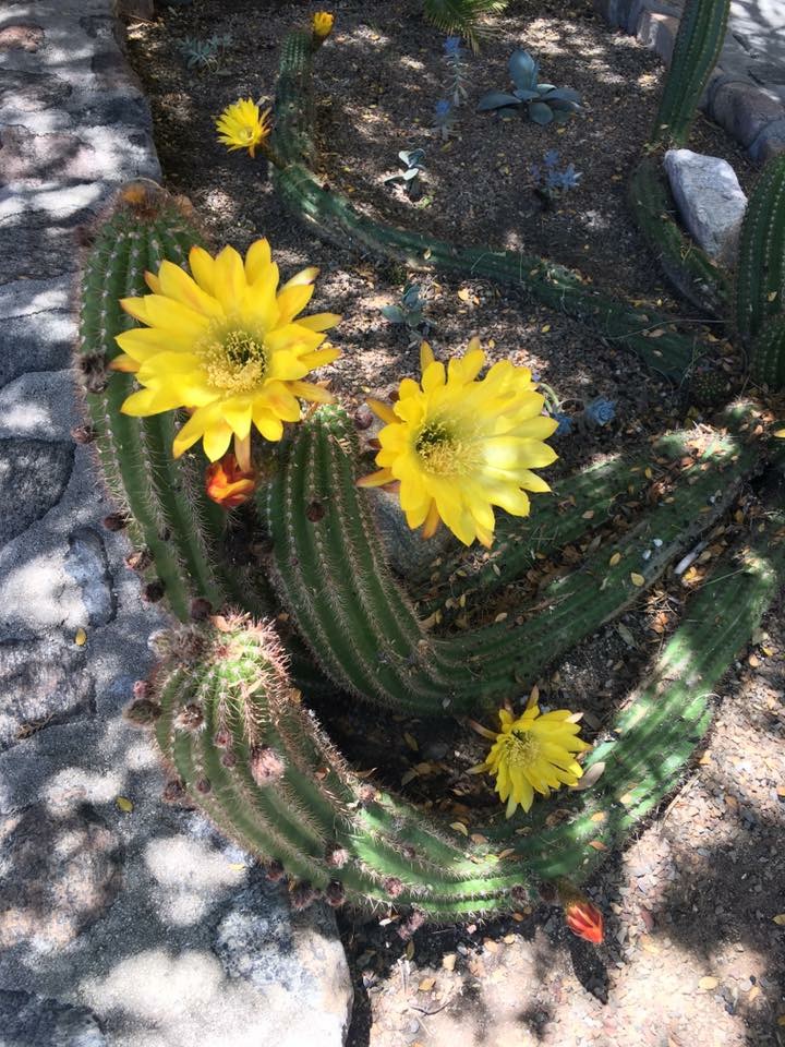 cactus at canyon ranch arizona