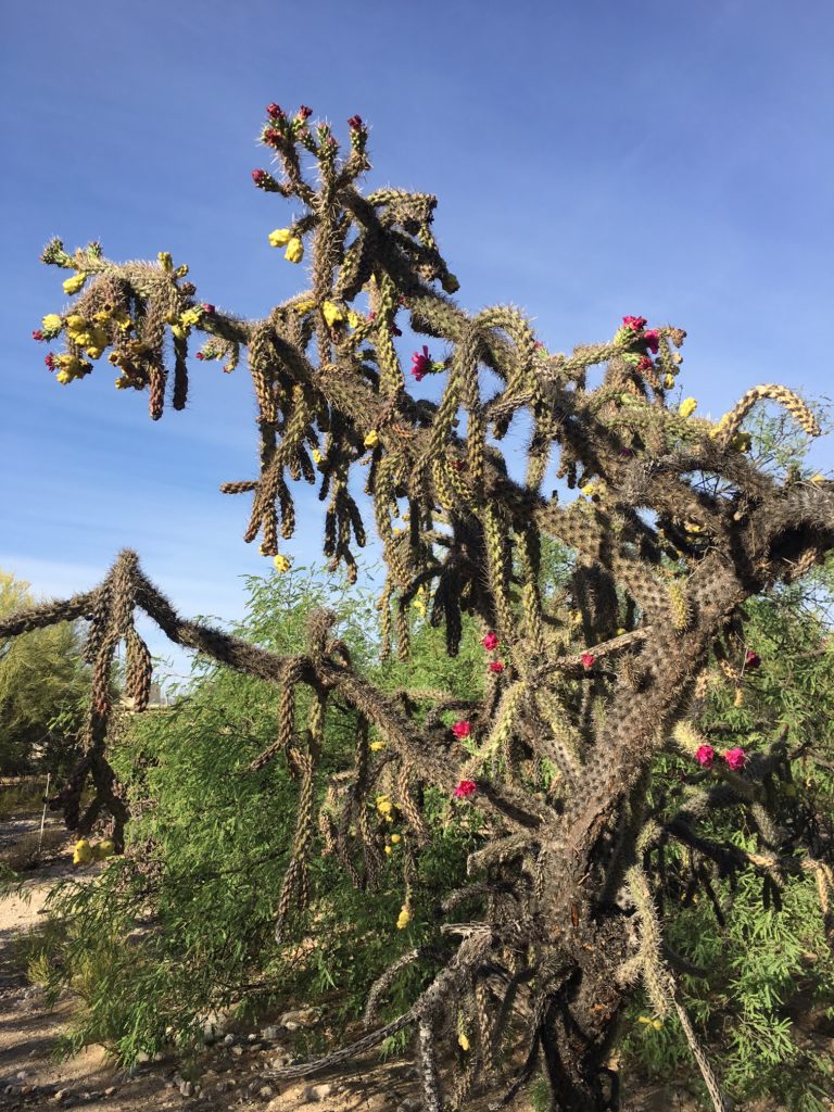 cactus in arizona at canyon ranch