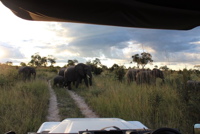 Zimbabwe Safari- Davisons Camp