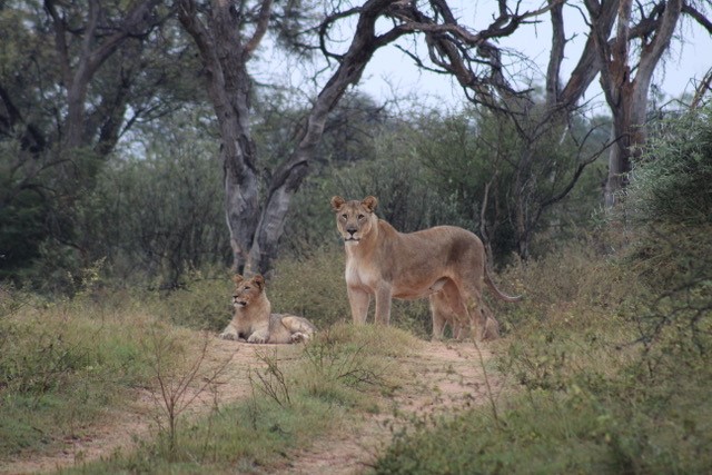 Zimbabwe Safari- Davisons Camp