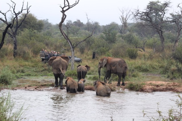 Zimbabwe Safari- Davisons Camp