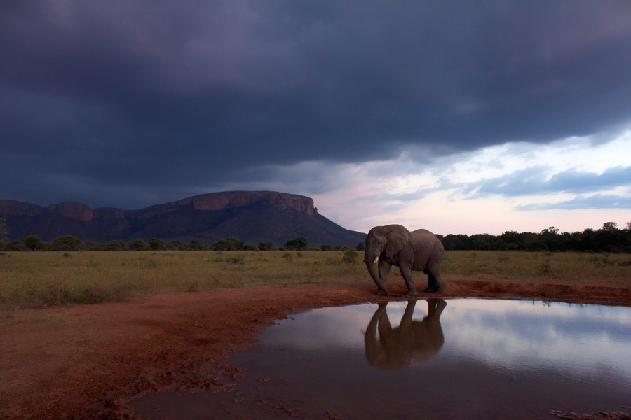 maratabi-wildlife safari-south africa-elephant