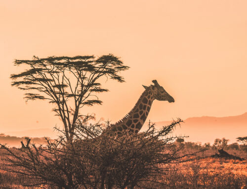 Destination Spotlight: Exploring Kenya and Tanzania on a 13-Day African Safari