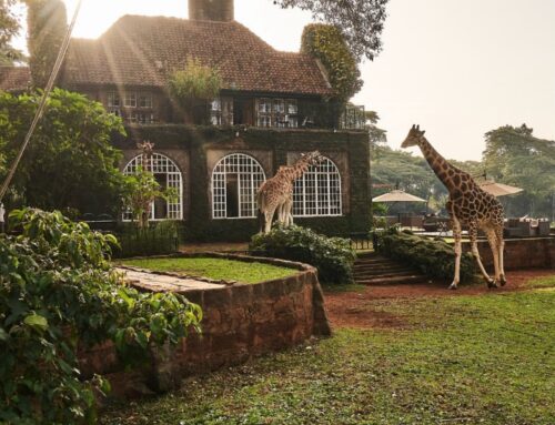 Destination Spotlight: Luxurious 11-Day Dream Safari in Kenya